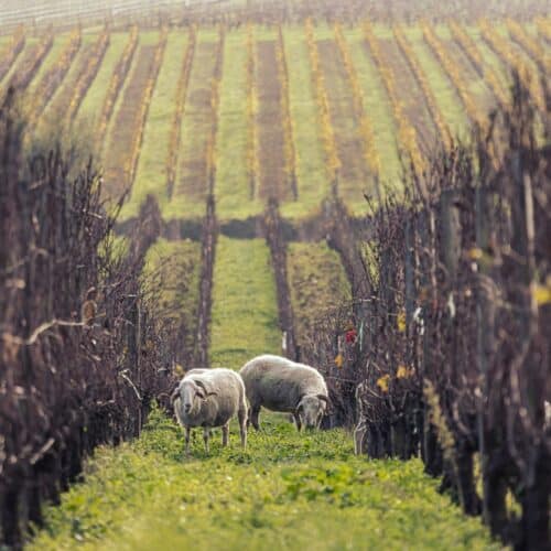 vignoble chateau bonnet ecopaturage mouton