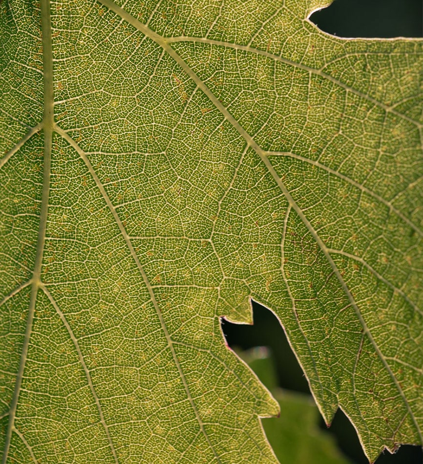feuille de vigne