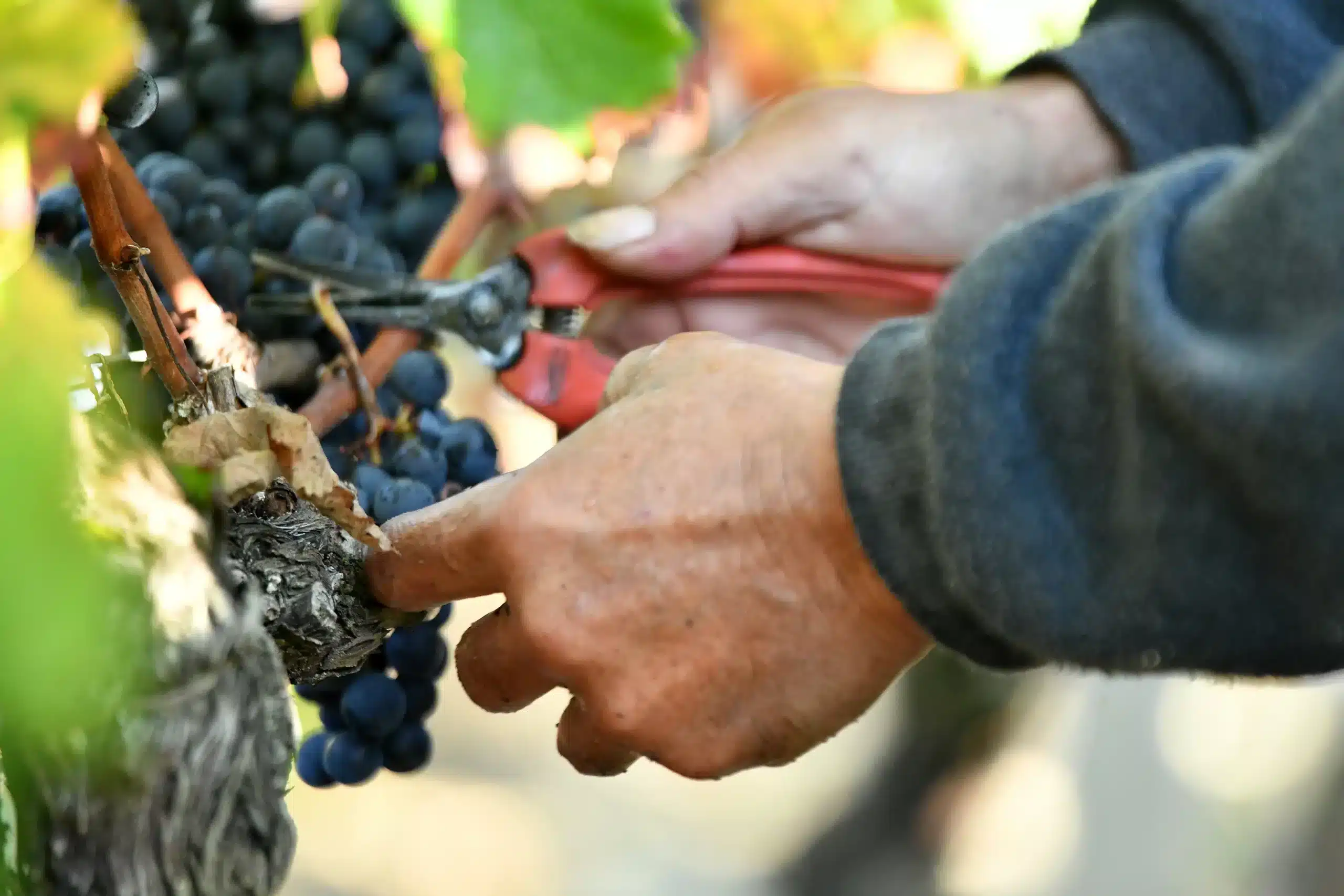 vendanges rouges 2023